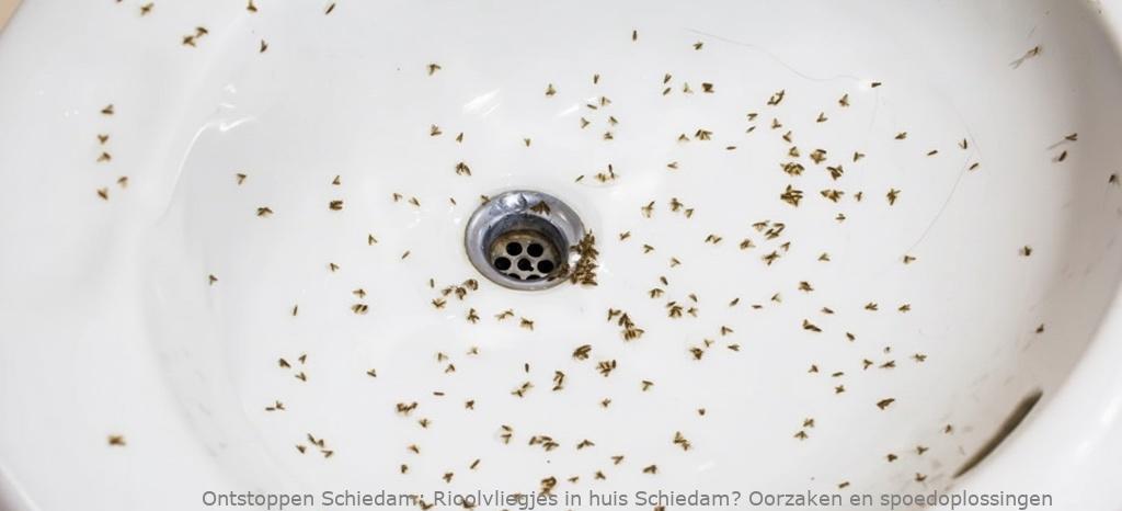 Rioolvliegjes in huis Schiedam? Oorzaken en spoedoplossingen
